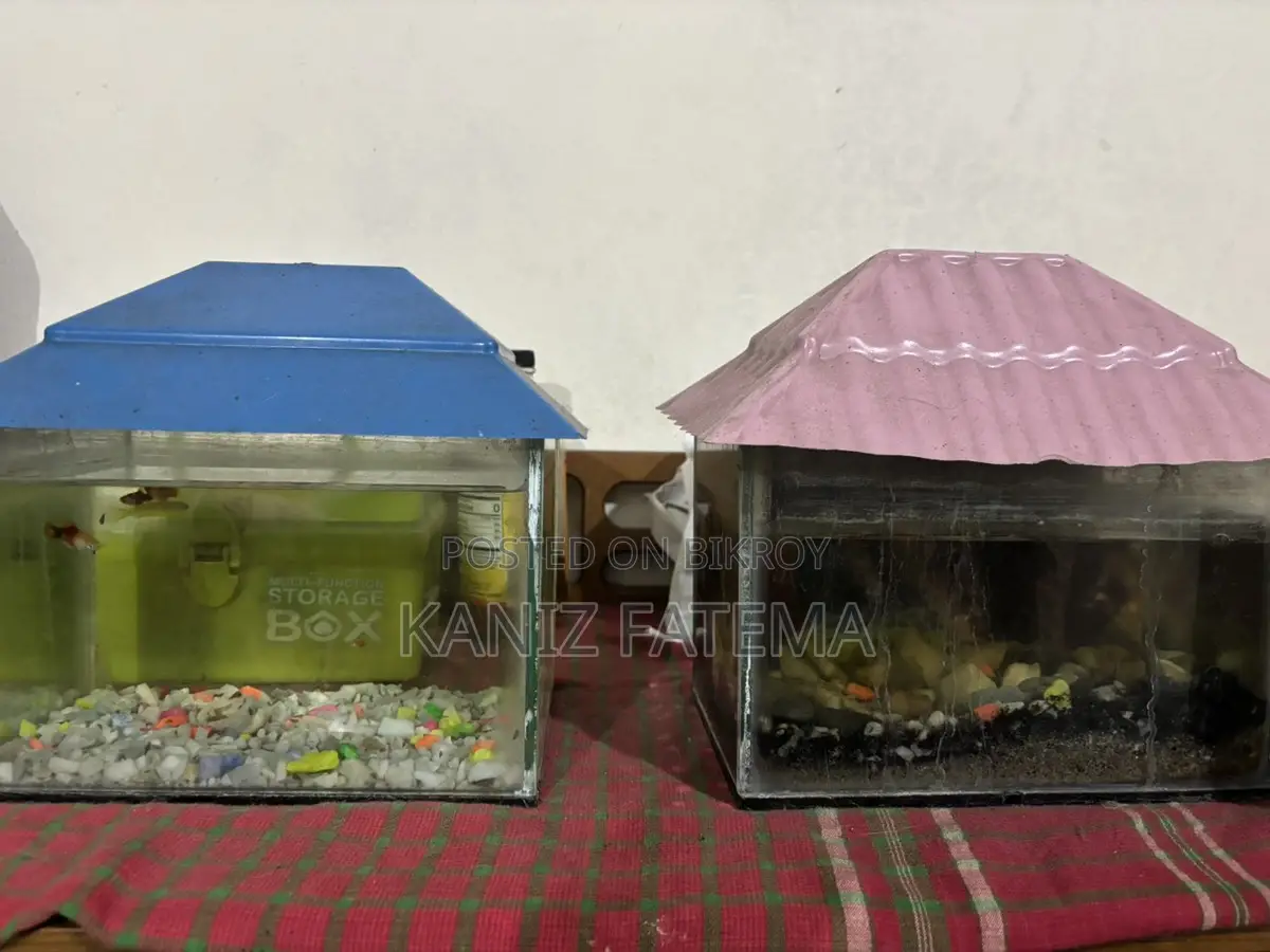 Full aquarium set up with fish (2 units)