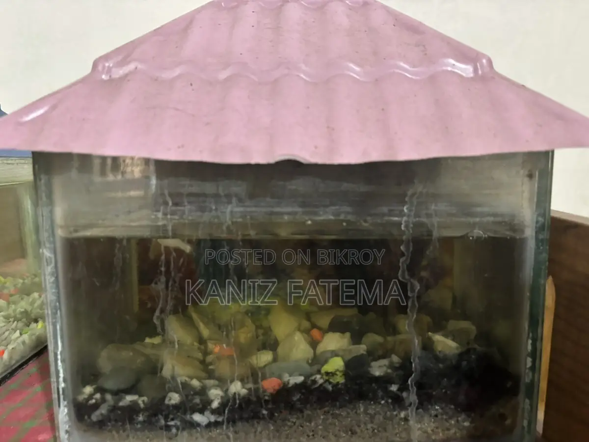 Full aquarium set up with fish (2 units)