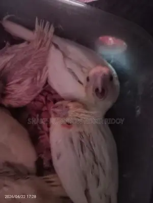 Cockatiel bird chicks