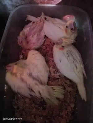 Cockatiel bird chicks