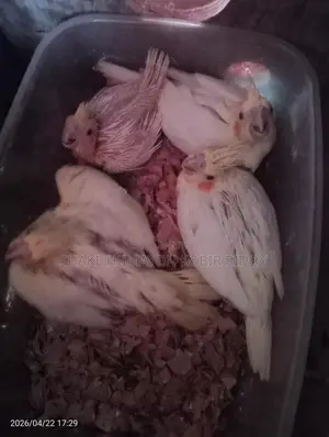 Cockatiel bird chicks