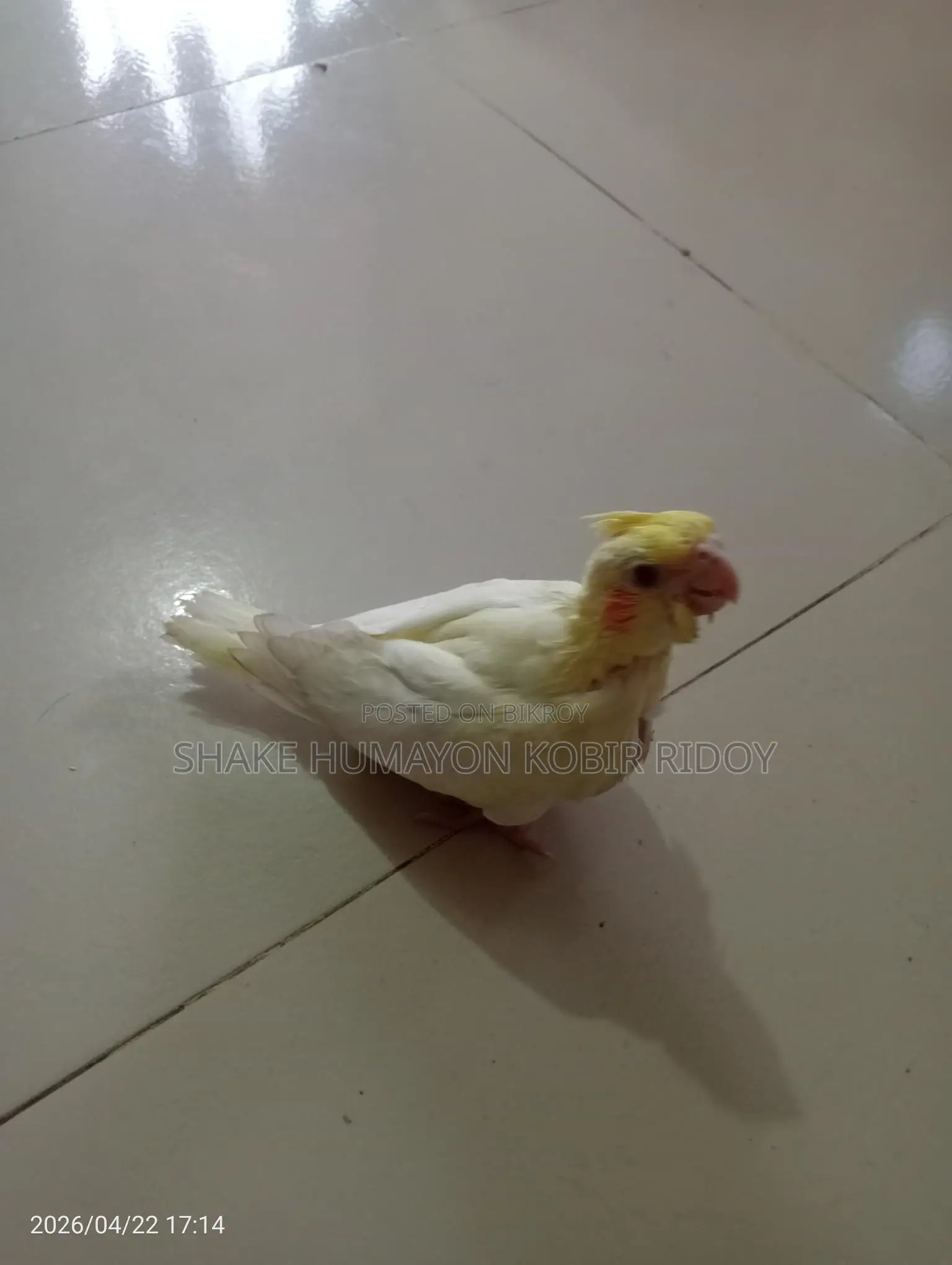 Cockatiel bird chicks