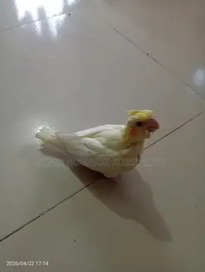 Cockatiel bird chicks