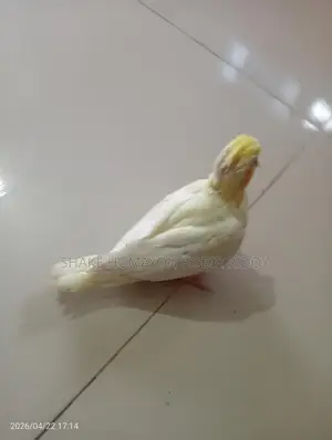 Cockatiel bird chicks