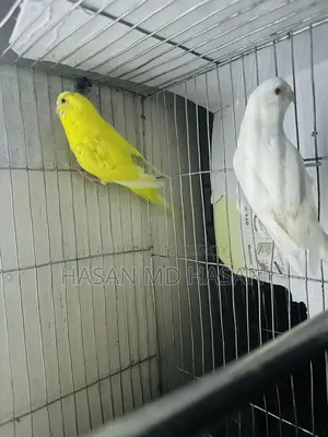 Some Lovebirds and Budgies for sale.