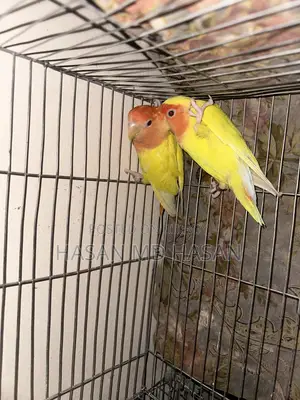 Some Lovebirds and Budgies for sale.