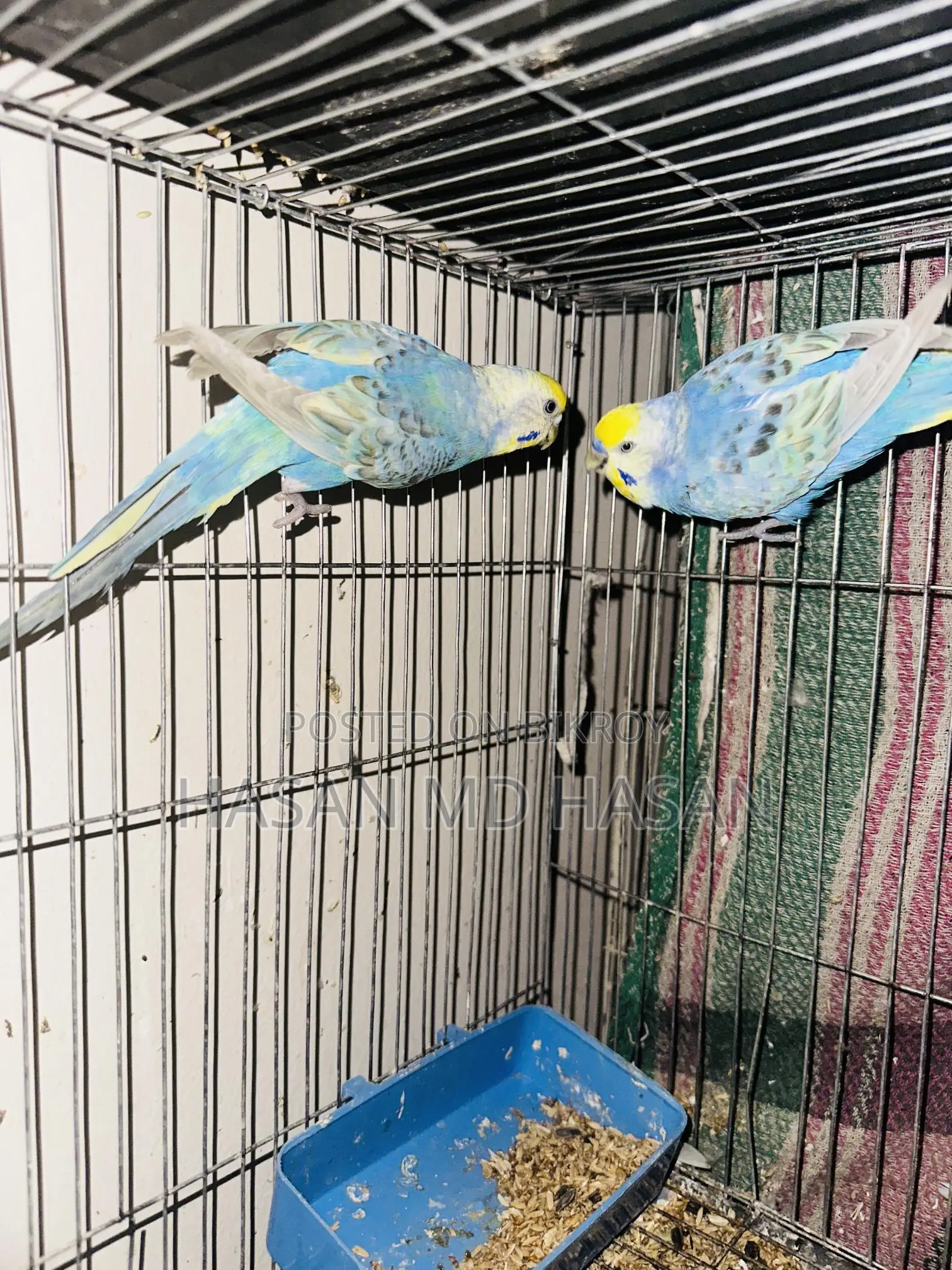 Some Lovebirds and Budgies for sale.