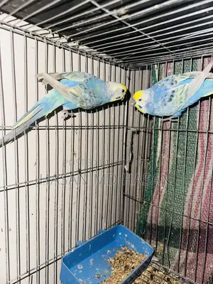 Some Lovebirds and Budgies for sale.