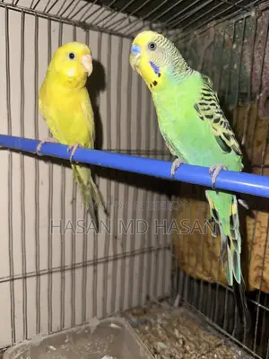 Some Lovebirds and Budgies for sale.