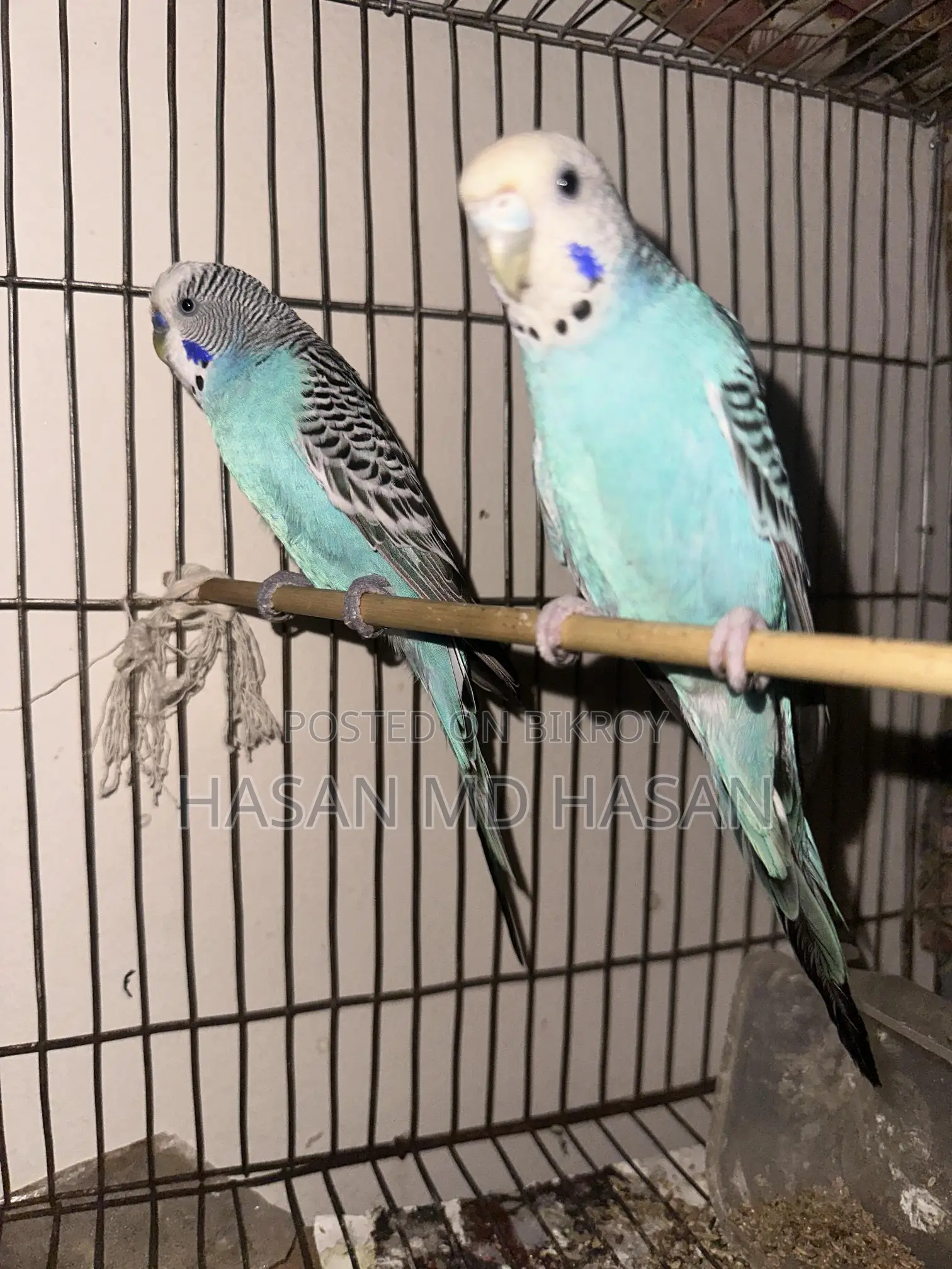 Some Lovebirds and Budgies for sale.