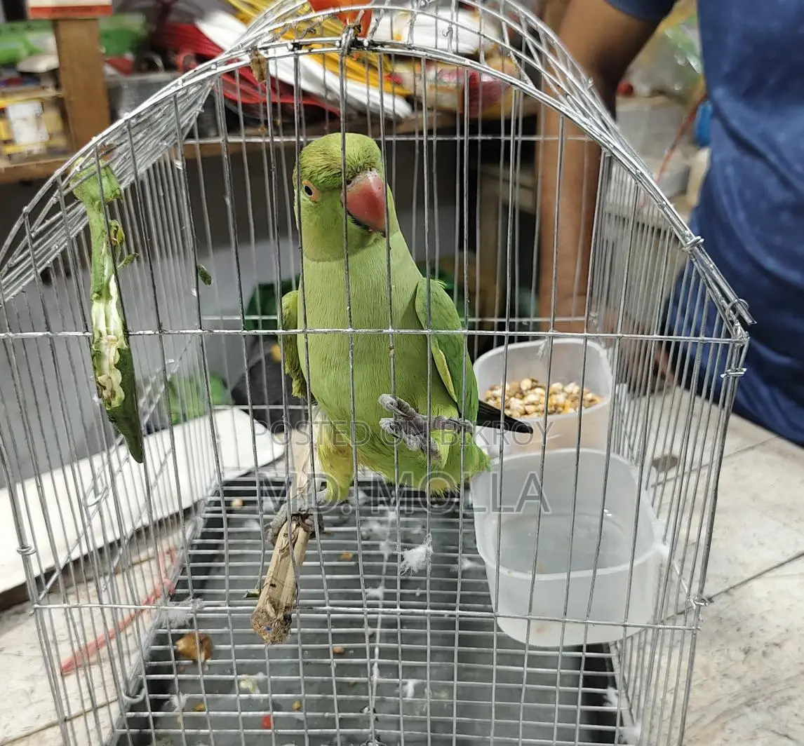 Parrot for Sale
