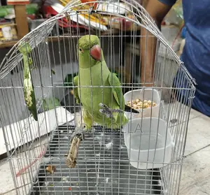 Parrot for Sale