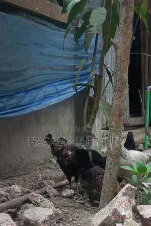 দেশি মুরগি বিক্রি করা হবে