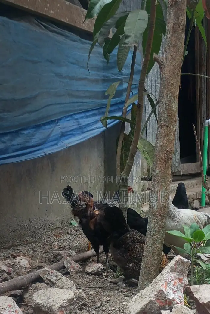 দেশি মুরগি বিক্রি করা হবে
