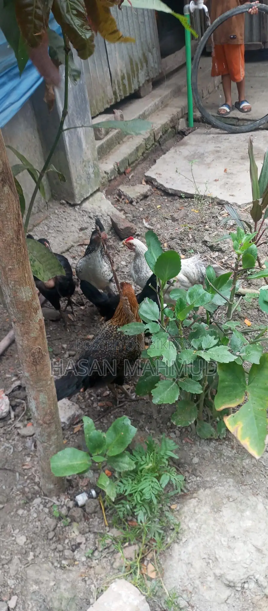 দেশি মুরগি বিক্রি করা হবে