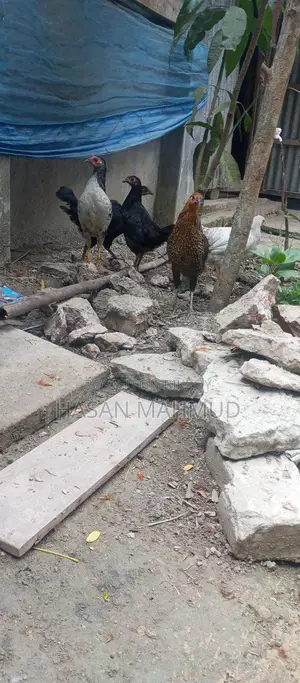 দেশি মুরগি বিক্রি করা হবে