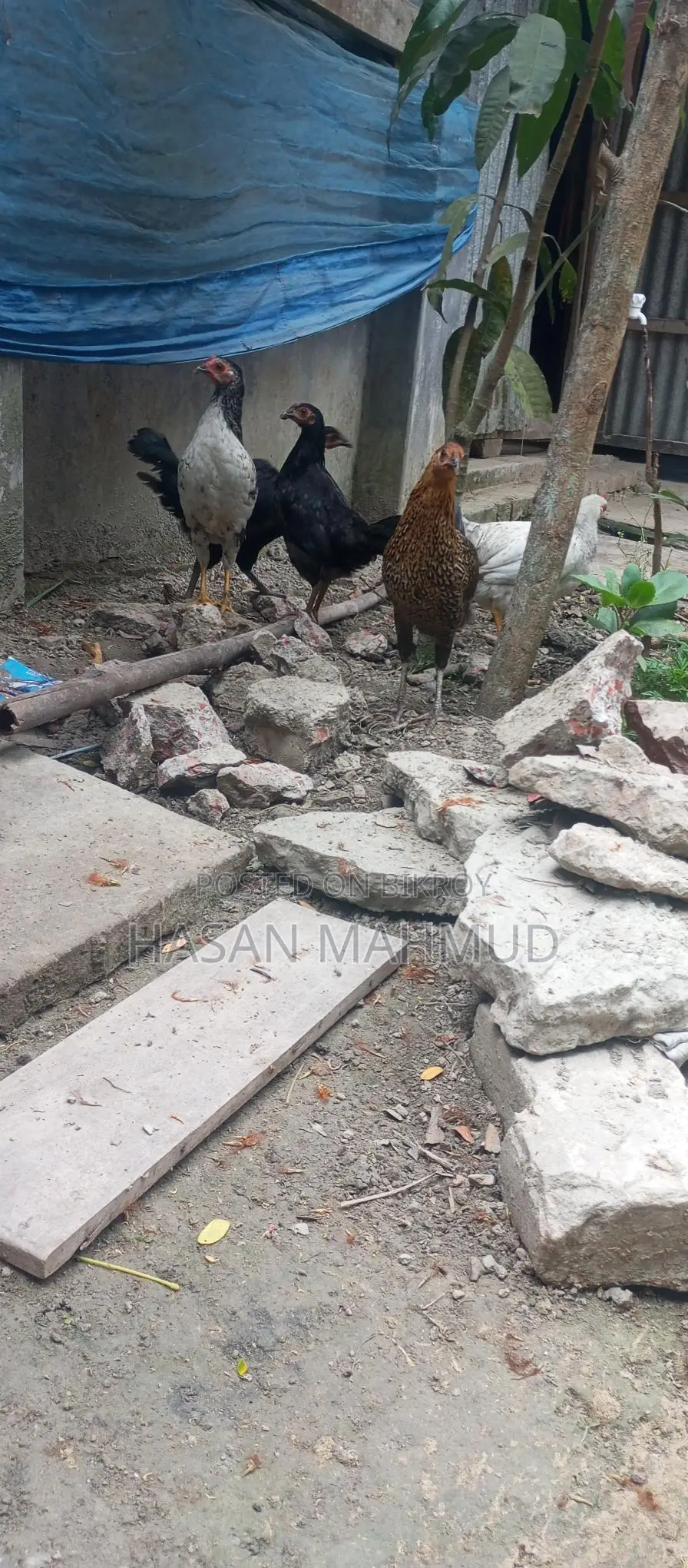 দেশি মুরগি বিক্রি করা হবে