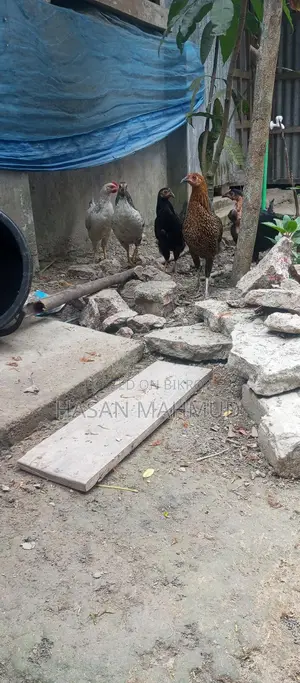 দেশি মুরগি বিক্রি করা হবে