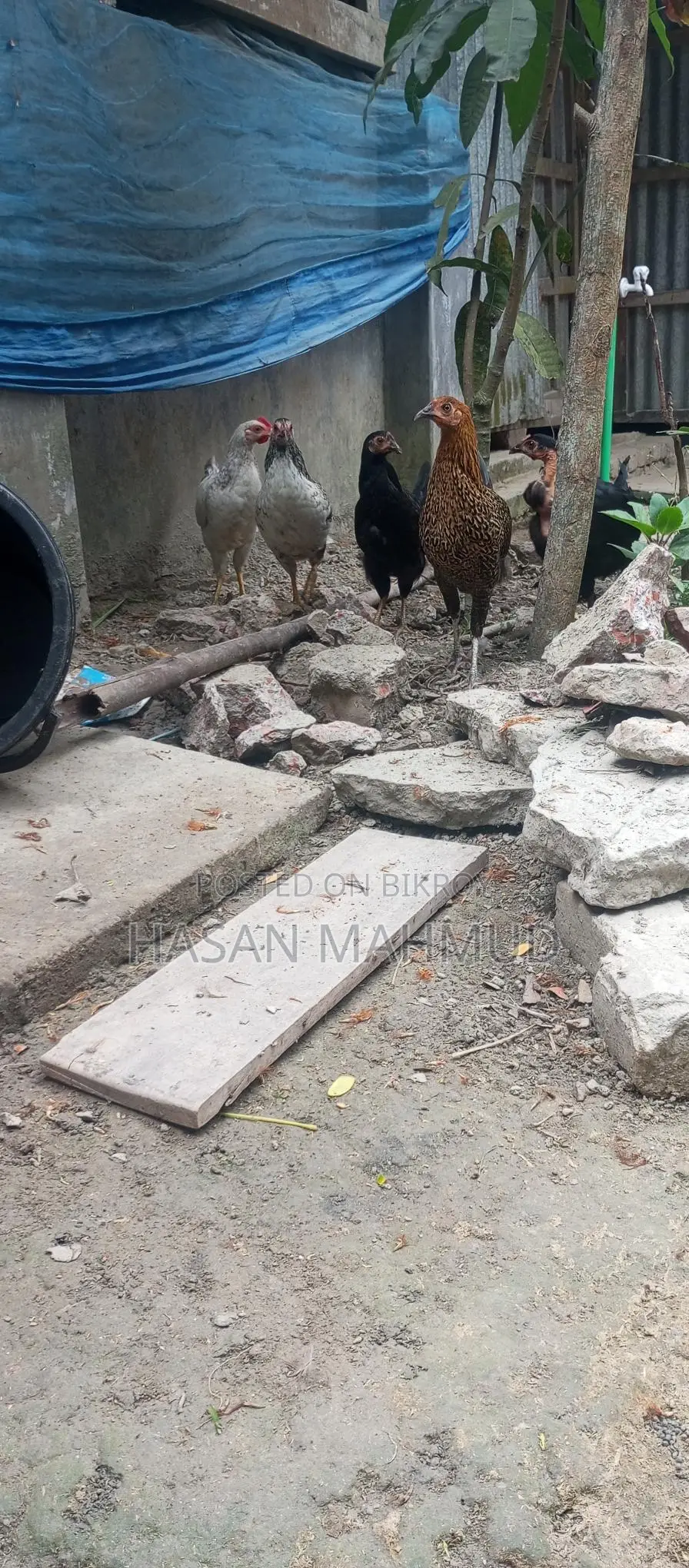 দেশি মুরগি বিক্রি করা হবে