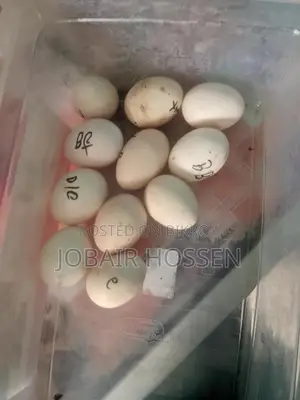 সৌখিন মুরগির বীজ ডিম