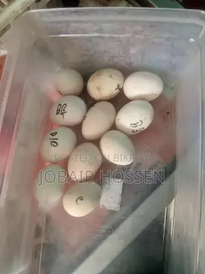 Fancy Chicken Hatching Eggs