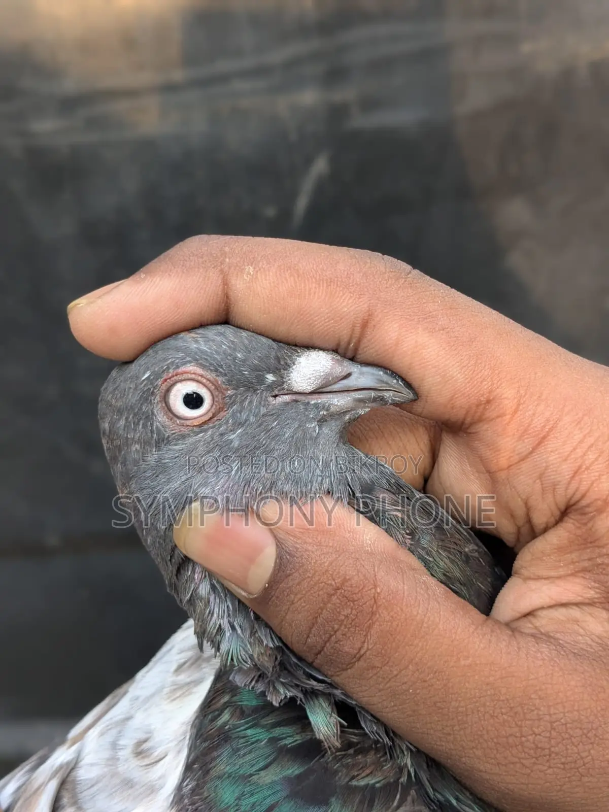 Pigeons