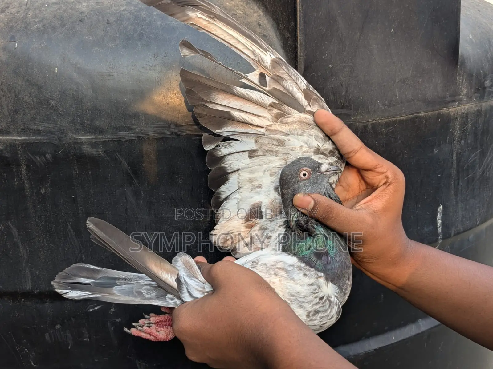 Pigeons