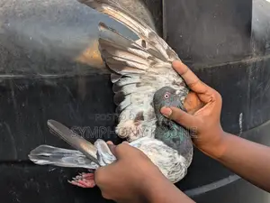 Pigeons