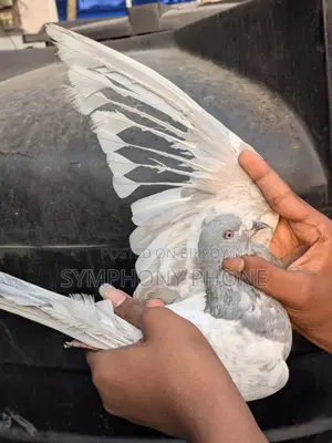 Pigeons