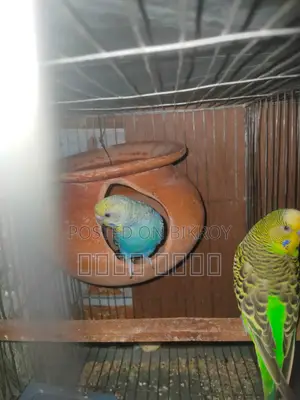 Inbox us if you want beautiful and attractive Budgerigars.