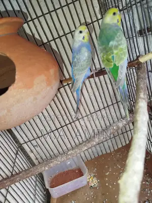 Running Budgie Birds