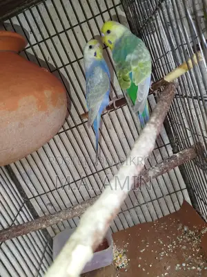 Running Budgie Birds