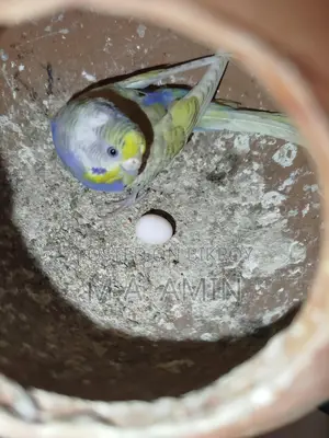 Running Budgie Birds