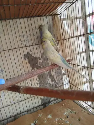 Running Budgie Birds