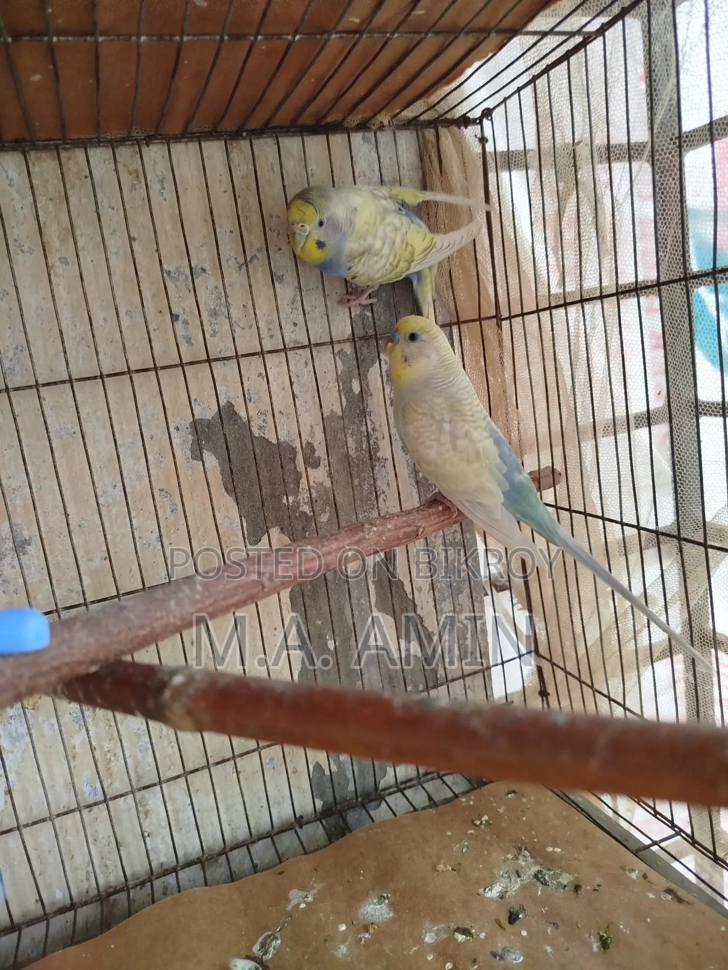 Running Budgie Birds