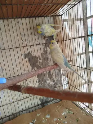 Running Budgie Birds