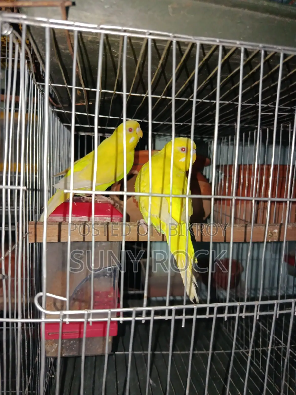 এক জোড়া বাজরিগার