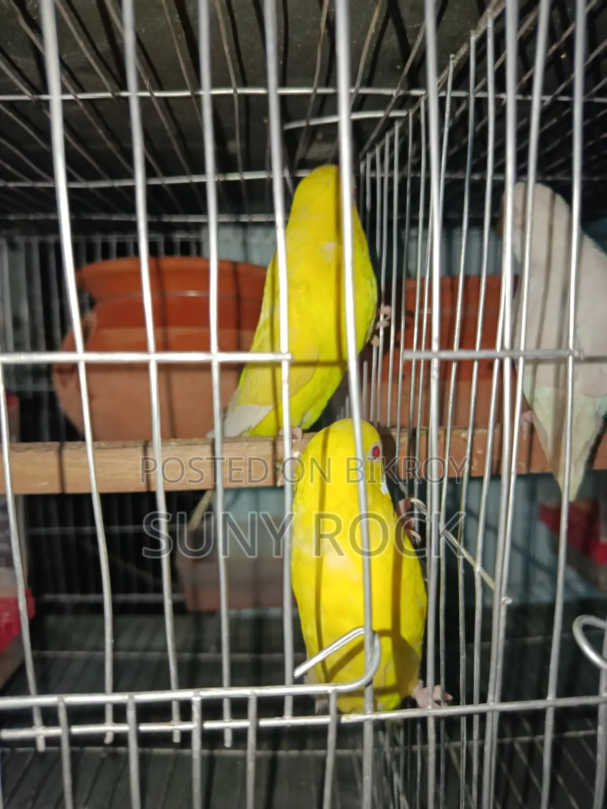 এক জোড়া বাজরিগার