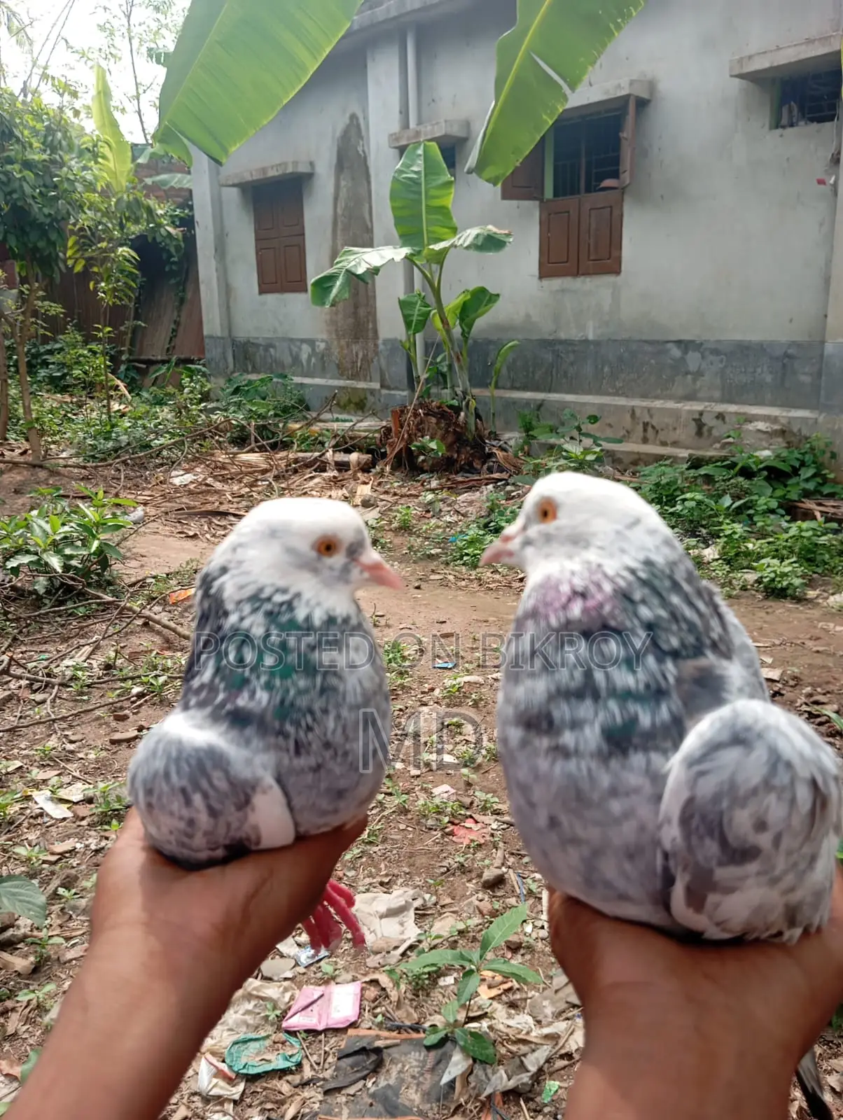 Giribaz Pigeon