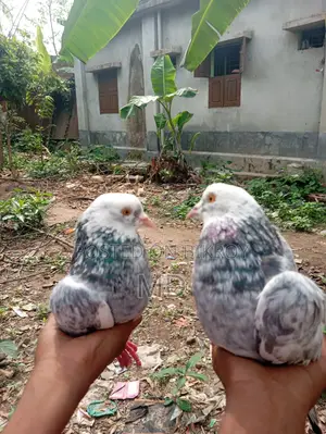 Giribaz Pigeon