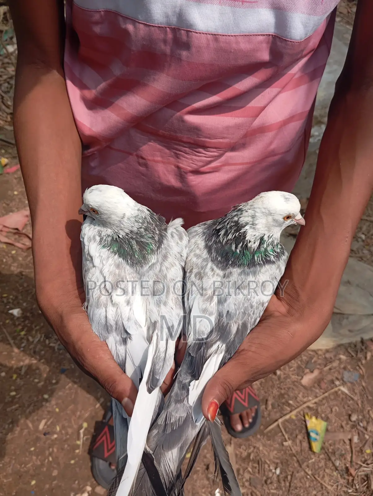 Giribaz Pigeon