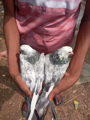Giribaz Pigeon