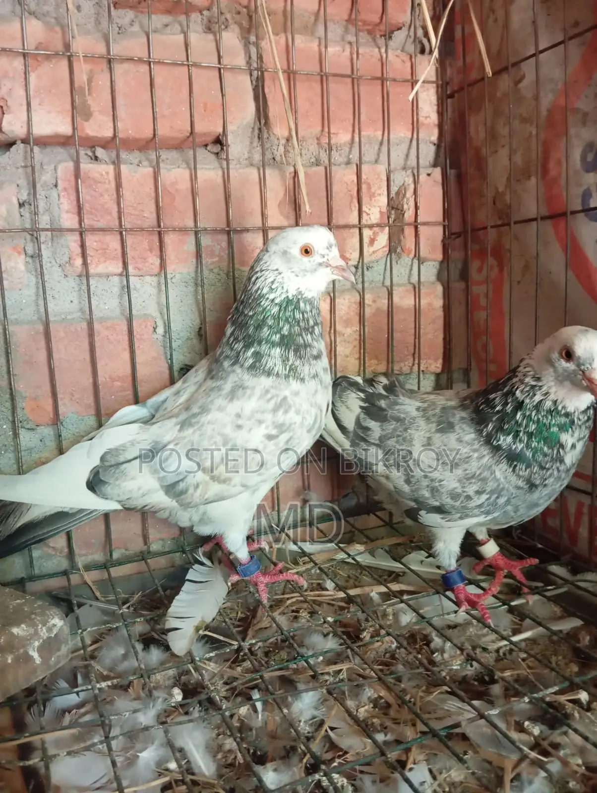 Giribaz Pigeon
