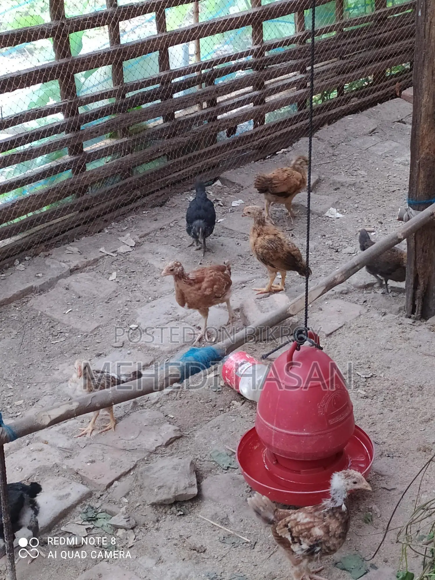 দেশি মুরগির বাচ্চা বিক্রয়