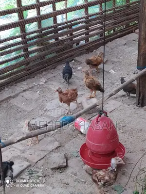 দেশি মুরগির বাচ্চা বিক্রয়