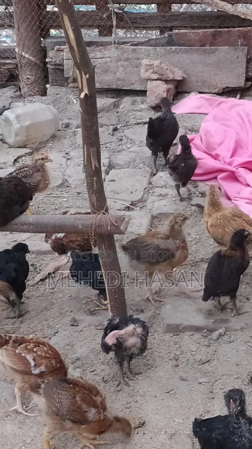 দেশি মুরগির বাচ্চা বিক্রয়