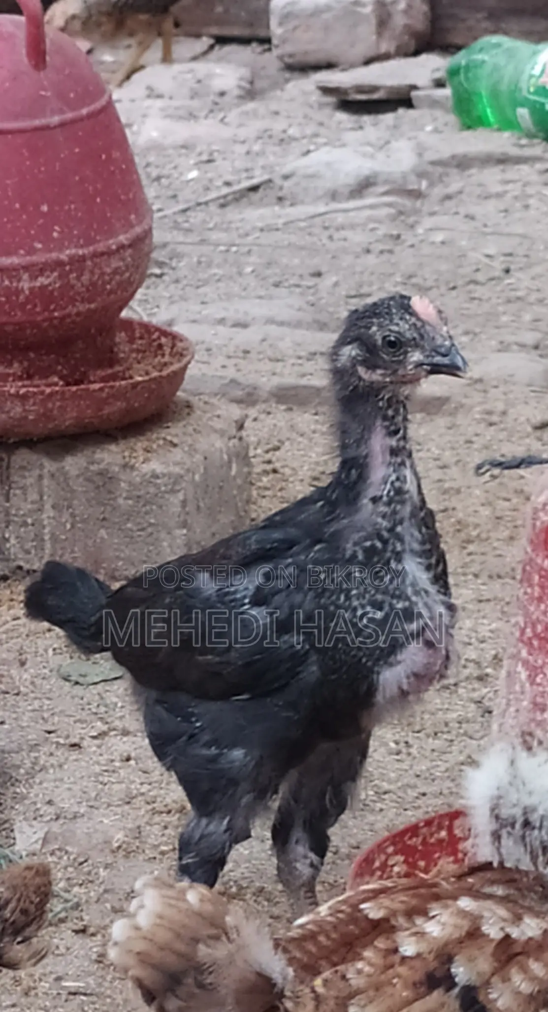 দেশি মুরগির বাচ্চা বিক্রয়
