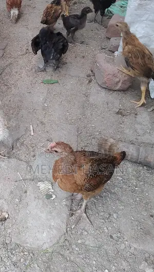 দেশি মুরগির বাচ্চা বিক্রয়