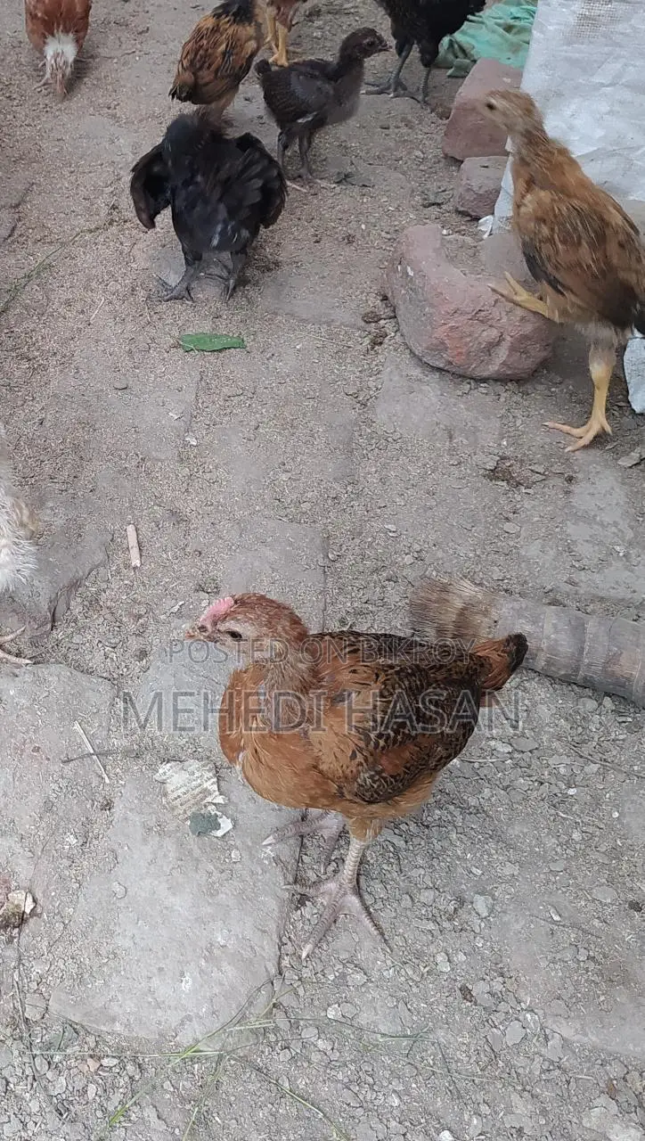 দেশি মুরগির বাচ্চা বিক্রয়