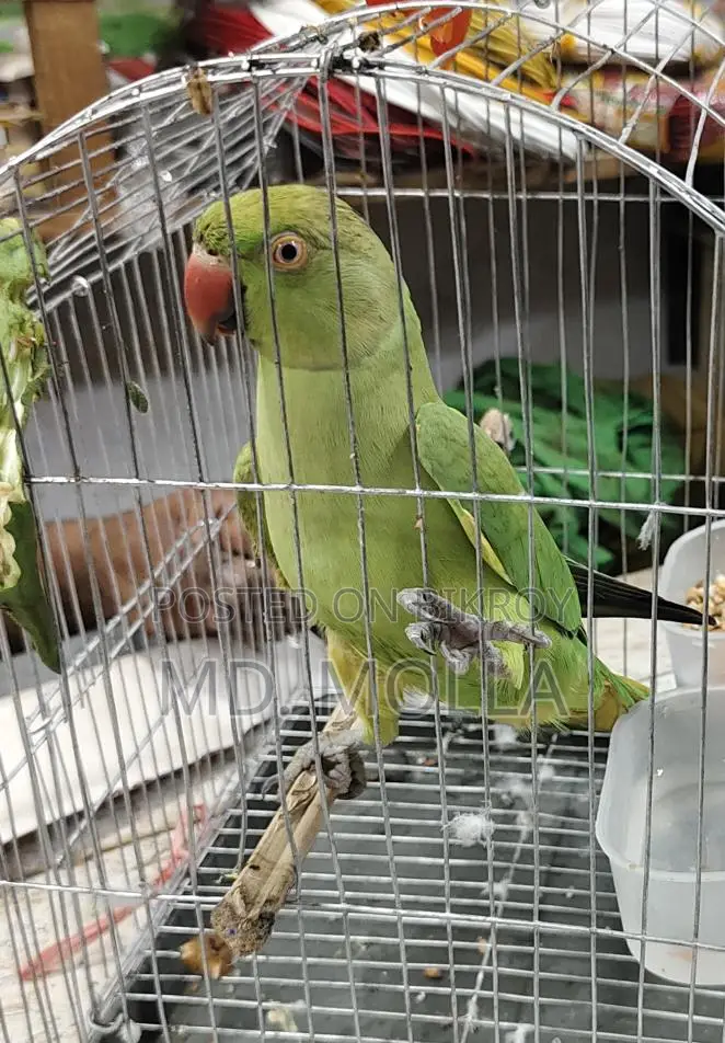 Parrot for sale